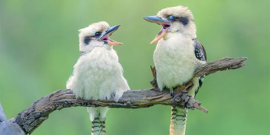 To kookaburras sidder i et træ og synger
