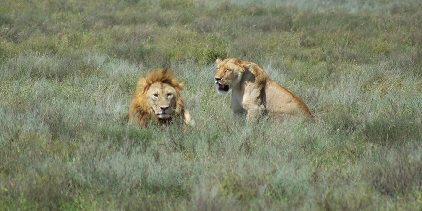 Løve og hunløve i Serengeti