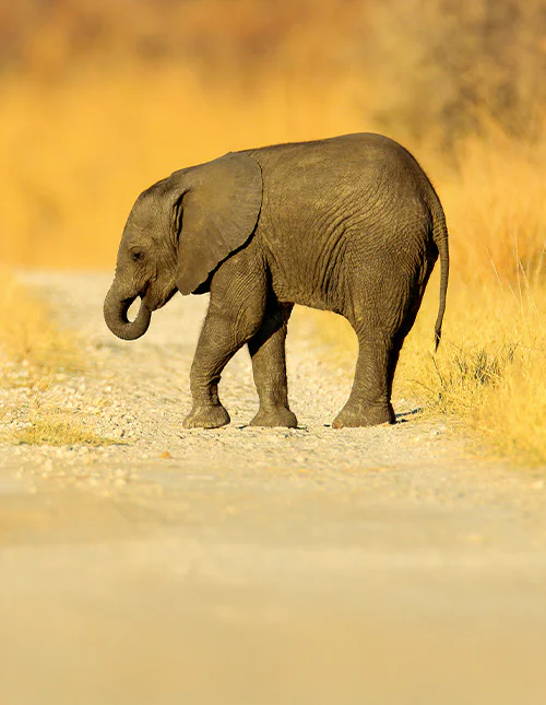 Ung afrikansk elefant faret vild på en grusvej i Chobe, Botswana.