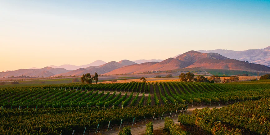 Vinmarker i Santa Ynez ved solnedgang