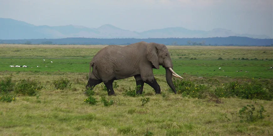 Elefant vandrer i græsset på savanne