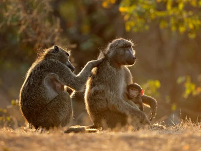 Bavianer, der piller i hinandens pels, i Kruger Nationalpark