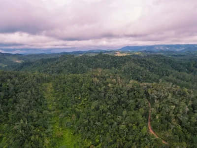 Frodig regnskov i Andasibe-Mantadia Nationalpark i Madagaskar