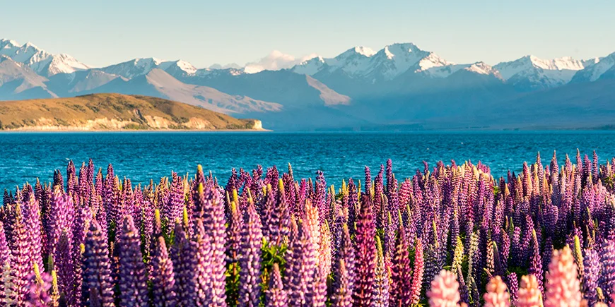 Forårsfarver ved Lake Tekapo i New Zealand