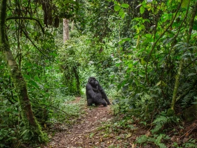 Gorilla står på stien i Bwindi i Uganda