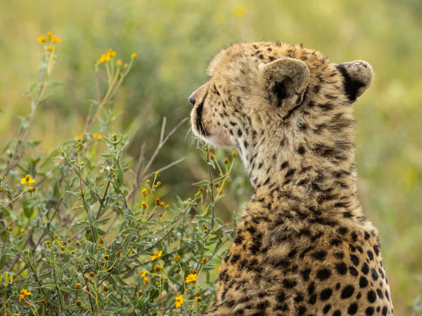 Gepard kigger ud over savannen i Tanzania