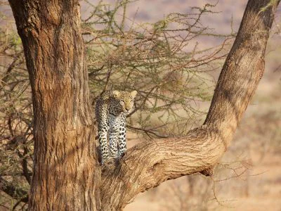 Leopard i et træ i Samburo i Kenya