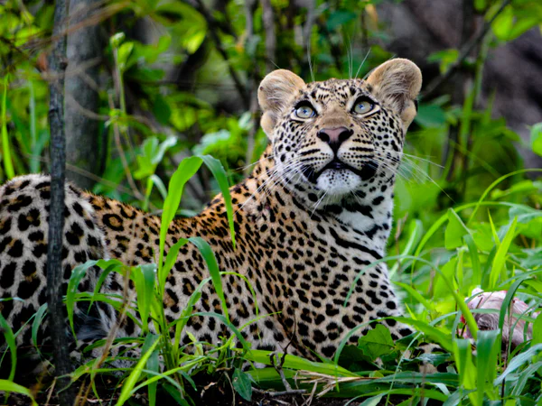 Smuk leopard i grøn bevoksning i Sydafrika