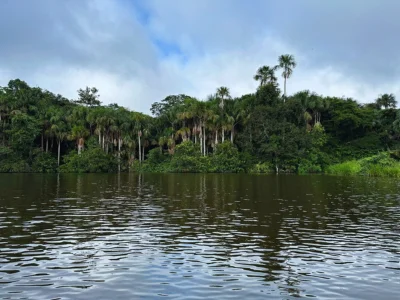 Udsigt til Amazonas-regnskoven fra flod