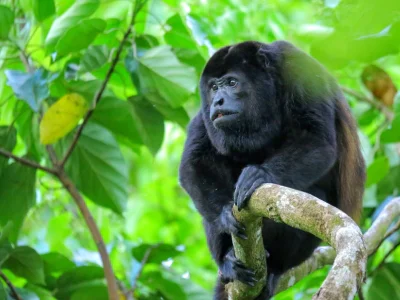 Brøleabe sidder i et træ i Corcovado Nationalpark i Costa Rica