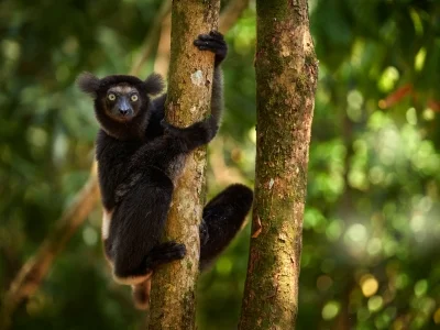 Indtri-lemur i grønne omgivelser i Madagaskar