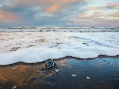 Grøn havskildpadde nærmer sig havet i Tortuguero Nationalpark i Costa Rica