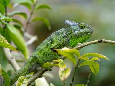 Furcifer verrucosus i grønne omgivelser i Madagaskar