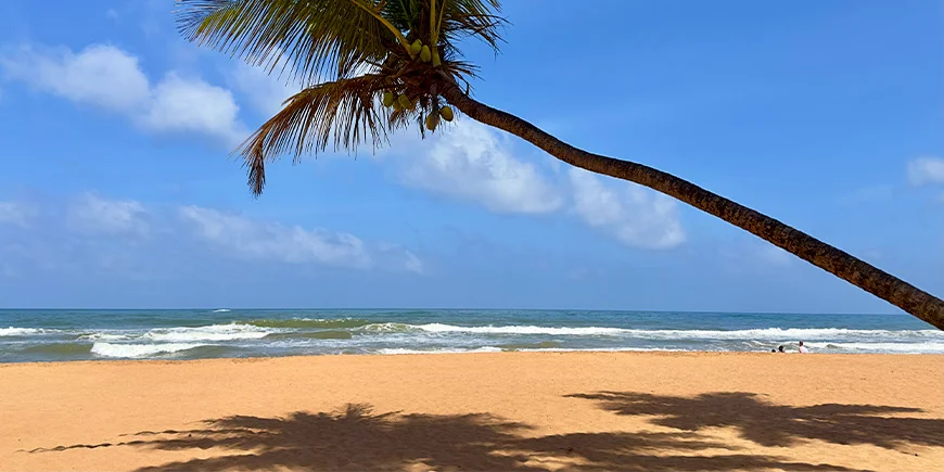 Palmetræ og blå himmel på Bentota Beach