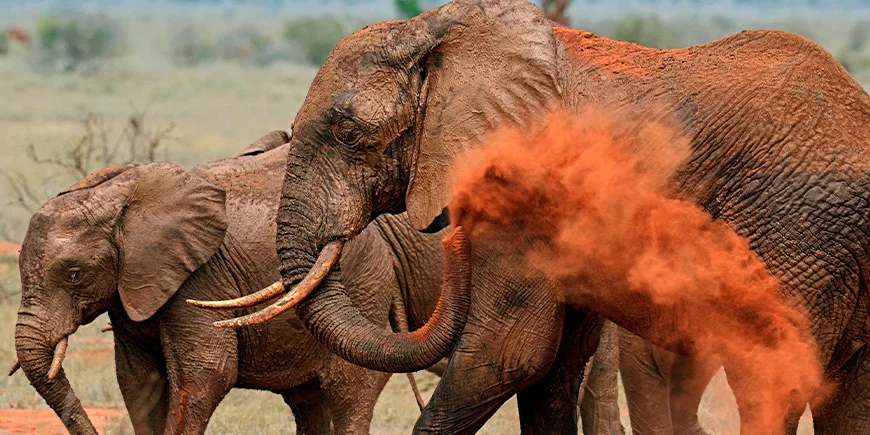 Elefanter i rødt støv i Tsavo East Nationalpark i Kenya