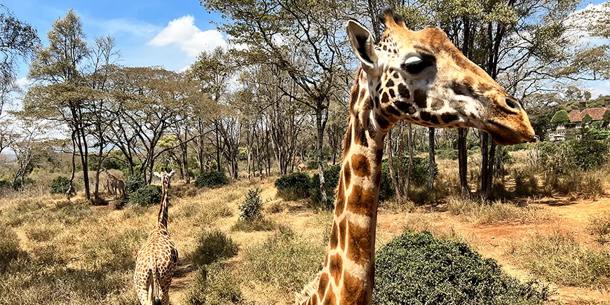 Giraffer i Nairobi Giraffe Centre