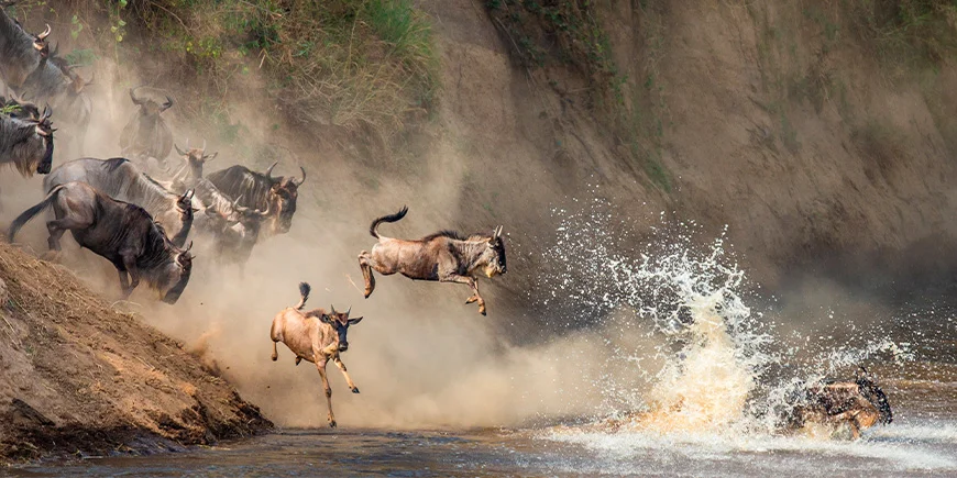 Gnu springer ud i Mara-floden for at komme til den anden side