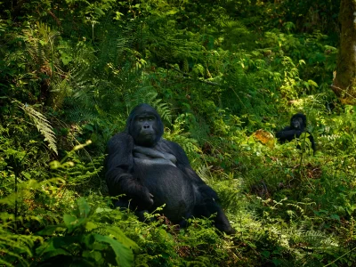 Two gorillaer kigger direkte på kameraet i Bwindi Impenetrable Nationalpark i Uganda.