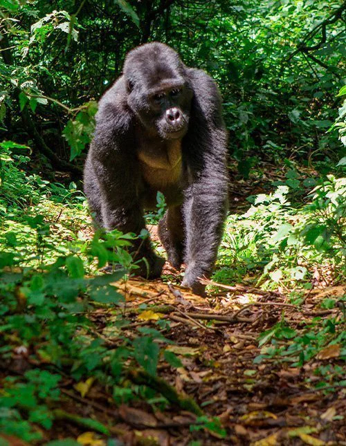 Gorilla går gennem Ugandas jungle