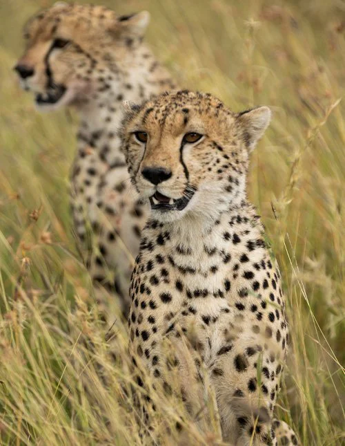 Nærbillede af to leoparder