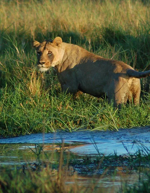 Løve i det høje grøs i Okavango-deltaets buskland 