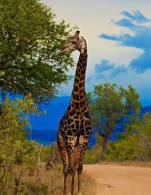 En giraf står på en grusvej i Kruger Nationalpark i Sydafrika omgivet af grøn natur og blå himmel.